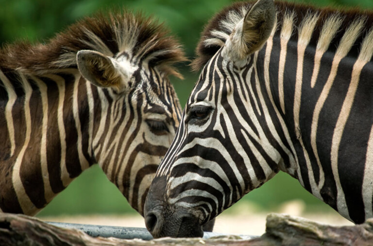 zoo negara, top zoos and aquariums Asia