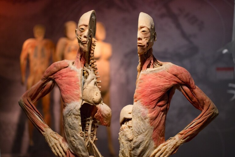Imagine Exhibitions REAL BODIES