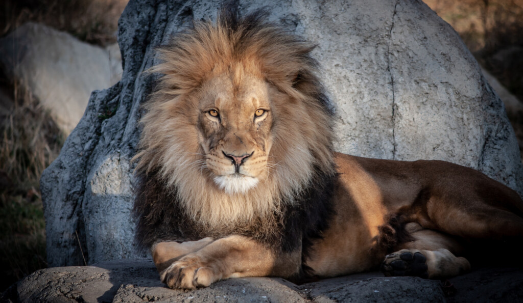 Lion at Calgary Zoo