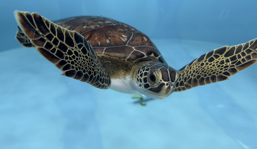 florida aquarium sea turtle
