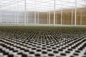 neom topian greenhouse