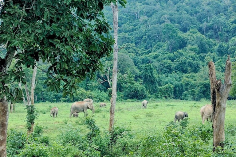 Ruam Thai elephants