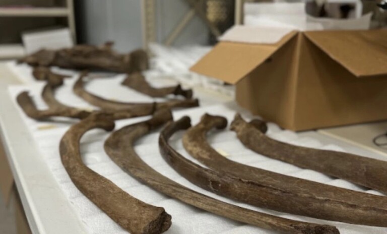 RCI mastodon bones grand rapids