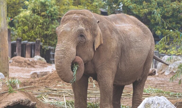 chester zoo elephant