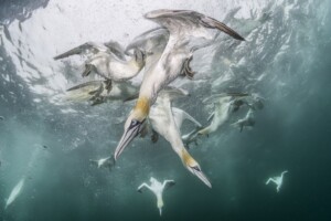 Underwater Harmony and Chaos, Winged Life First Place Winner by Franco Banfi