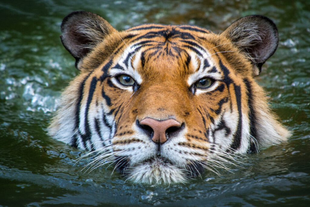 houston zoo tiger