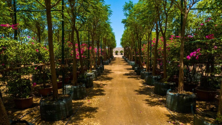 red sea global botanica