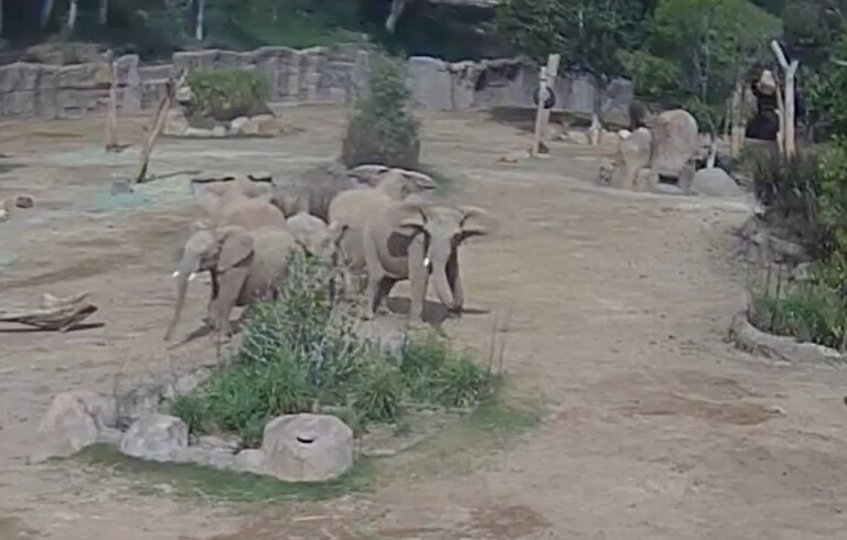 san diego zoo elephants earthquake