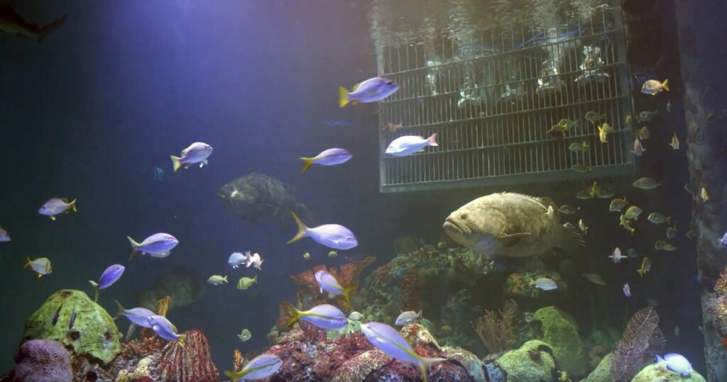 Sub Sea Systems Wonders of Wildlife aquarium