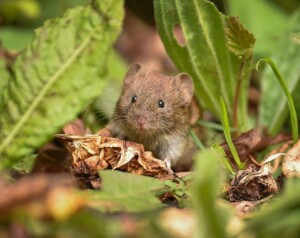 chester zoo networks for nature