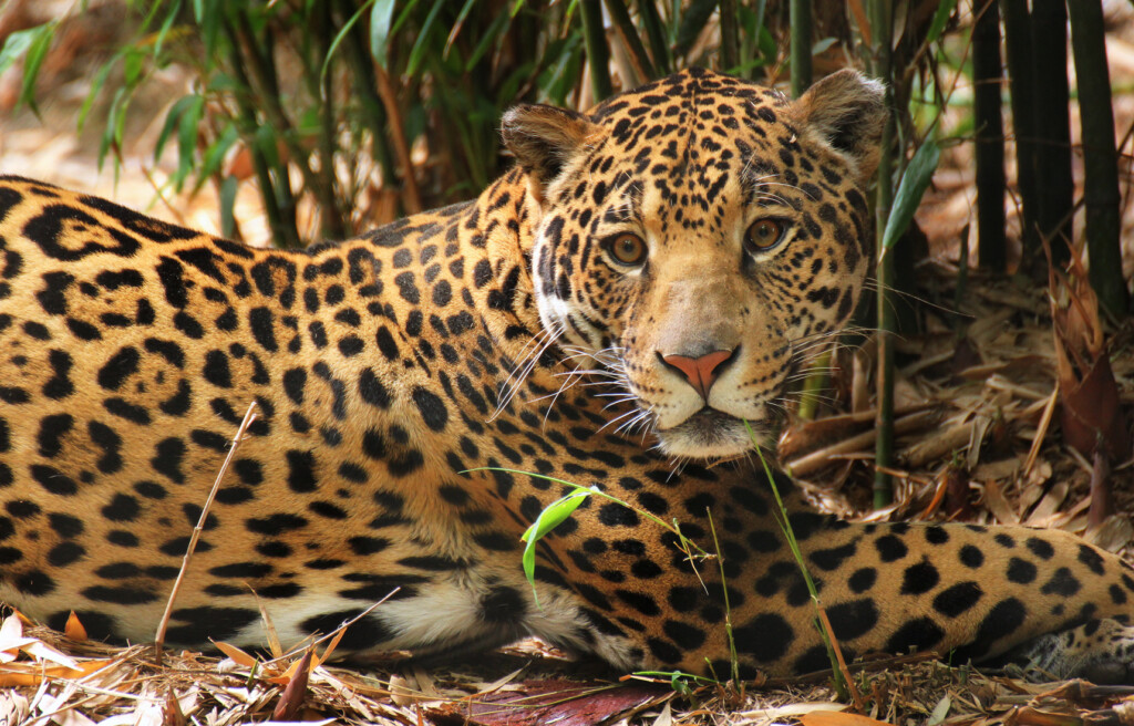 sacramento zoo