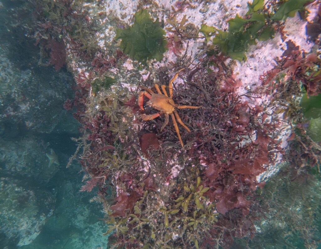 seattle aquarium ROV image