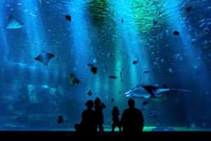 Guests silhouetted against large aquarium