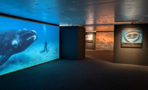 National Geographic Liège-Guillemins station The Greatest Wildlife Photographs courtesy of Europa Expo