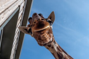 bristol zoo project