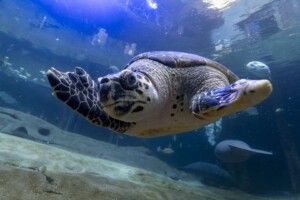 columbus zoo turtle