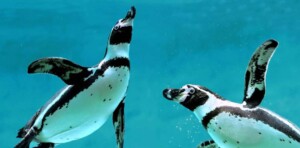 houston-zoo Humbolt-penguins