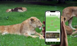 n-gage.io Longleat