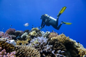 red sea global coral