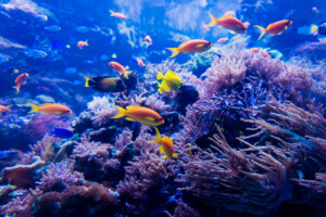 Corals-and-Fish
