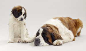 Saint-Bernard (c) Cedric Widmer