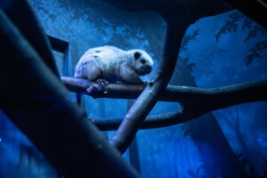 bronx zoo world of darkness