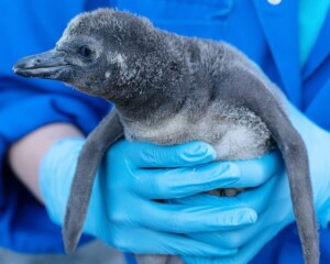 chester zoo penguin chick