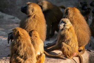 nurnberg zoo baboons