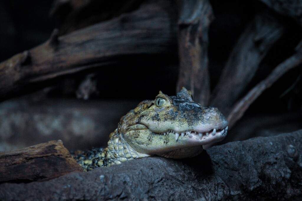 bronx zoo world of darkness