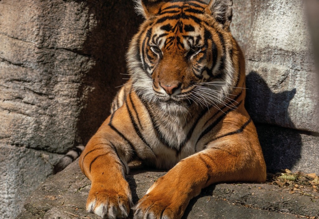 aalborg zoo sumatran tiger