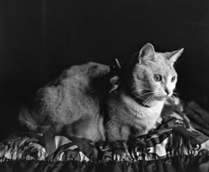 montreal cat museum
