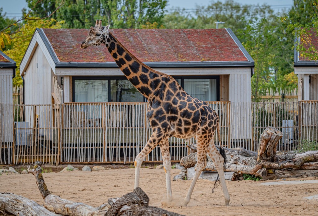 the reserve at chester zoo