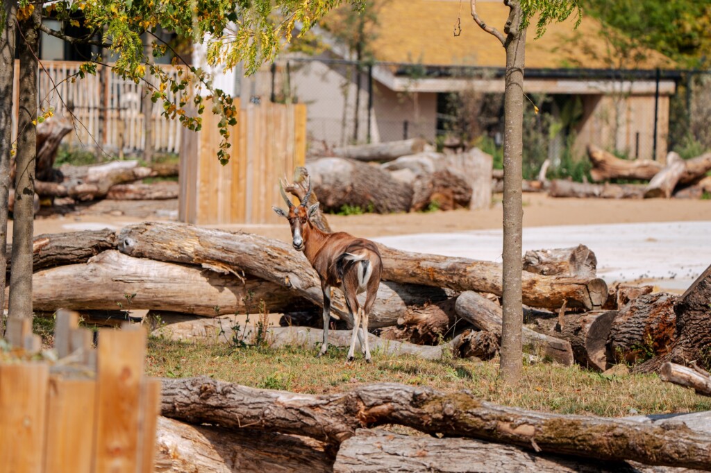 the reserve at chester zoo