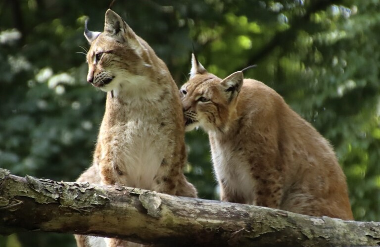 eurasian lynx aalborg zoo