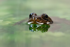 oakland zoo yellow-legged frogs
