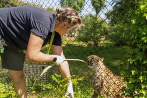 paignton zoo new database endangered species care