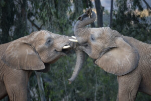 san diego zoo safari park elephant valley