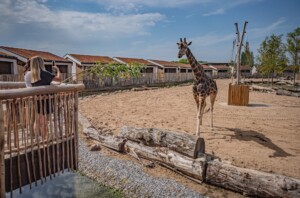 the reserve at chester zoo