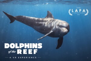 Immotion Dolphins of the Reef LAFA Best of VR
