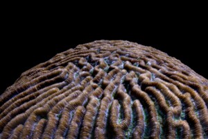 boulder brain coral