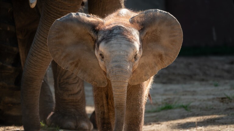 toledo zoo