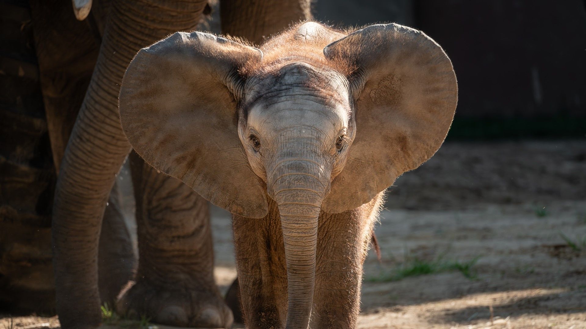 Toledo Zoo celebrating 125th anniversary with conservation event