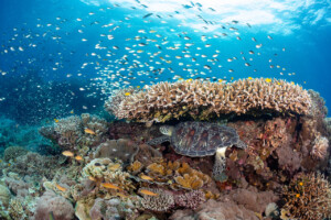 wcs coral reef