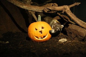 zooamerica halloween