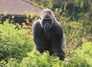 paignton zoo
